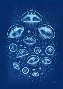 A cyanotype print of a cloud of moon jellyfish and floating plankton.