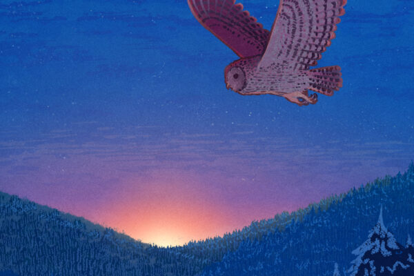 Tawny Owl - an illustration from a series exploring winter in nature.
